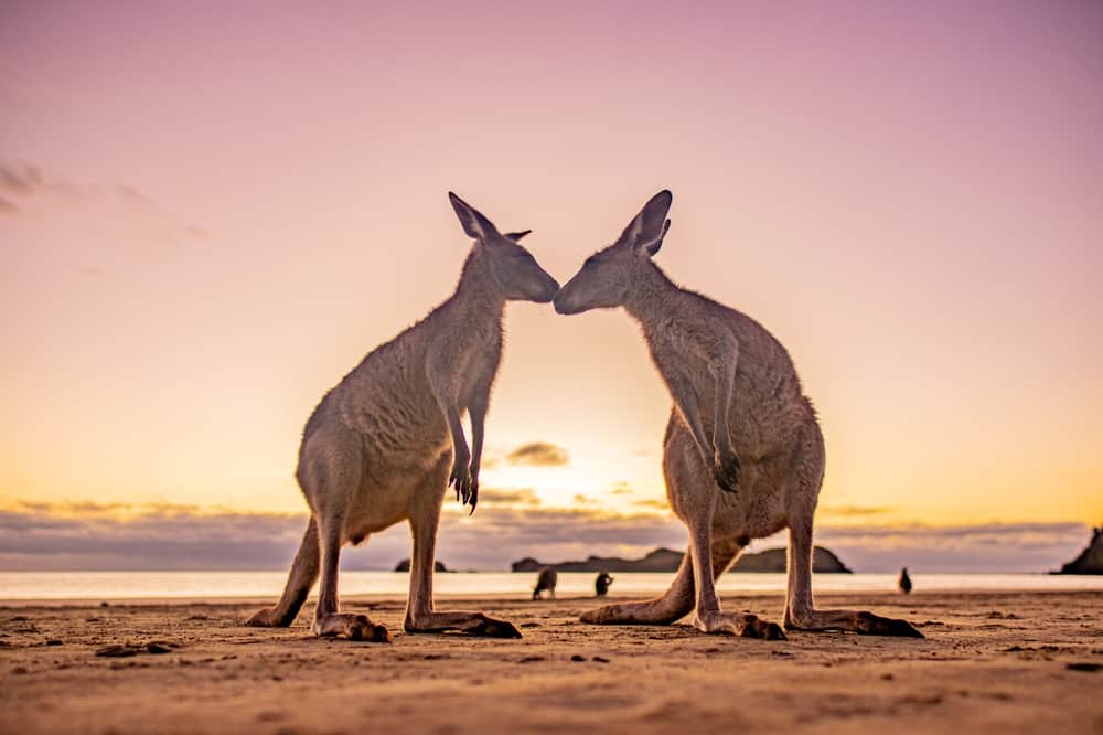 Kangaroo love